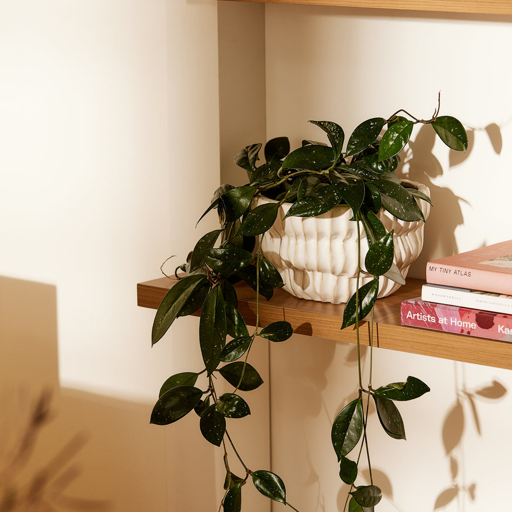 Somerset Ribbed White Planter - Madras Link