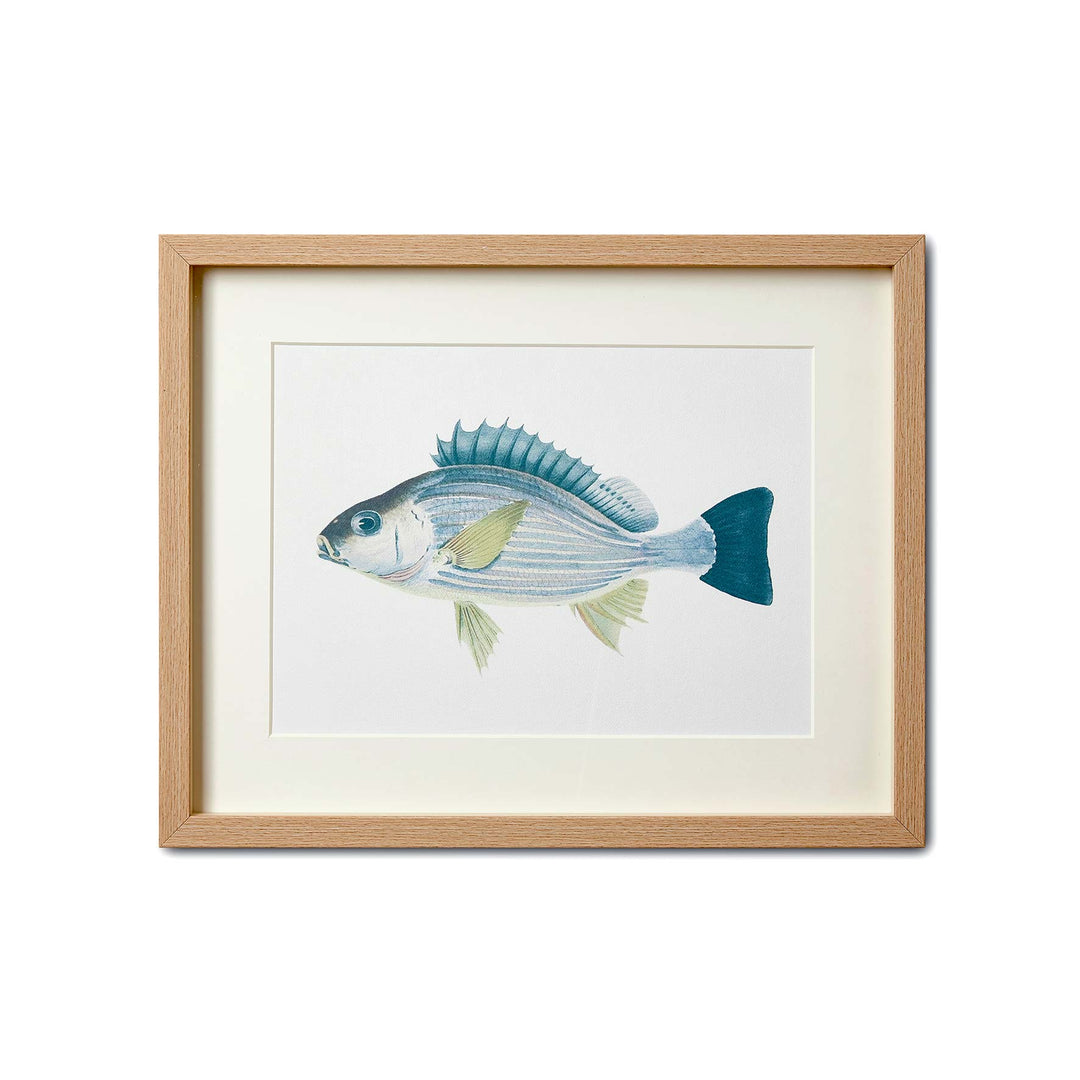 Sea Life Print 1 - Madras Link