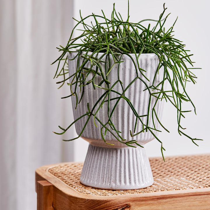 Taylor Ribbed White Planter - Madras Link